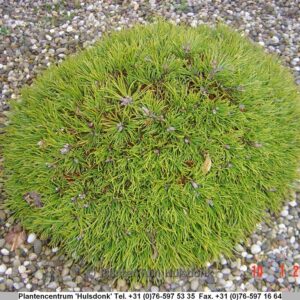 Pinus uncinata 'Grüne Welle'