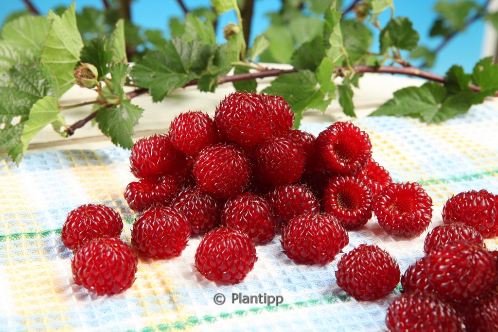 Rubus idaeus 'Hararasp' (RASPBEARY)