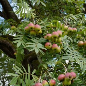Sorbus domestica