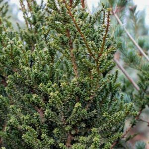 Taxus baccata 'Amersfoort'