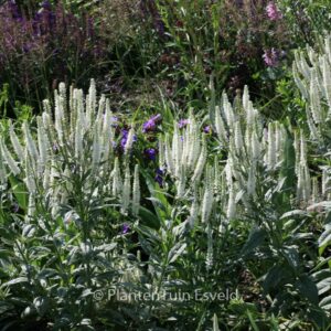 Veronica longifolia 'Charlotte'