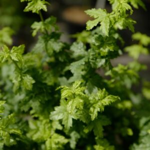 Acer circinatum 'Gee's Witch's Broom'