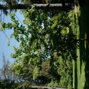 Acer distylum