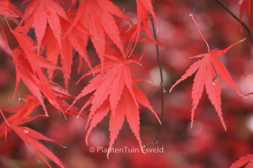 Acer palmatum 'Nicholsonii'