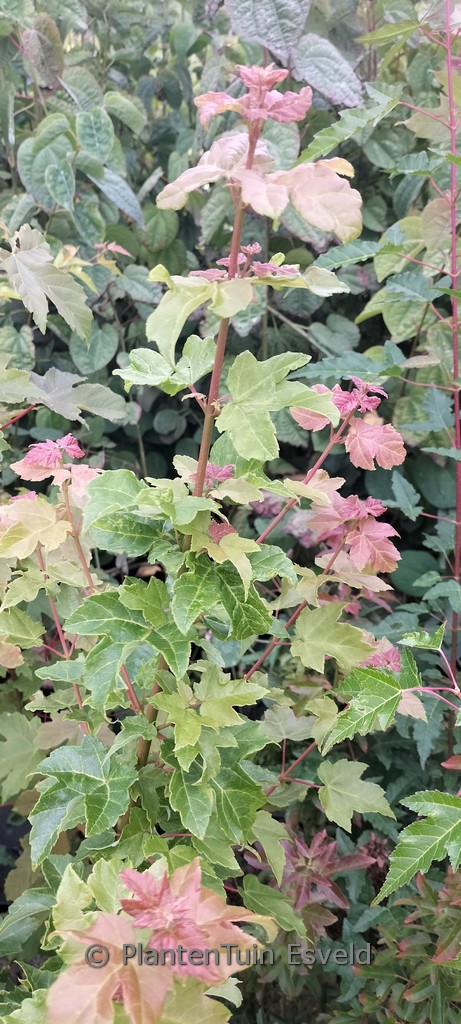 Acer platanoides 'Jozef'