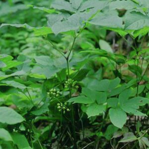 Aralia nudicaulis