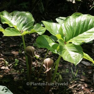 Arisaema fargesii