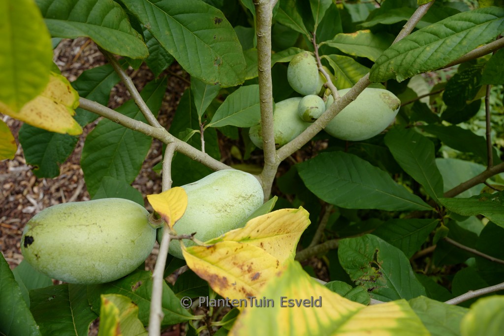 Asimina triloba 'Prolific'