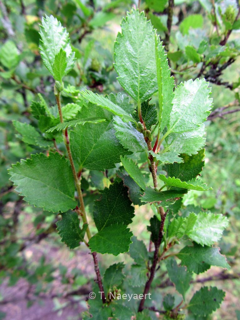 Betula humilis