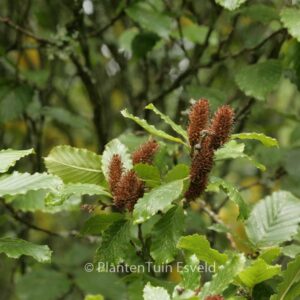 Betula megrelica