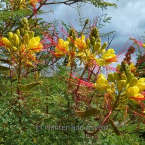 Caesalpinia gilliesii