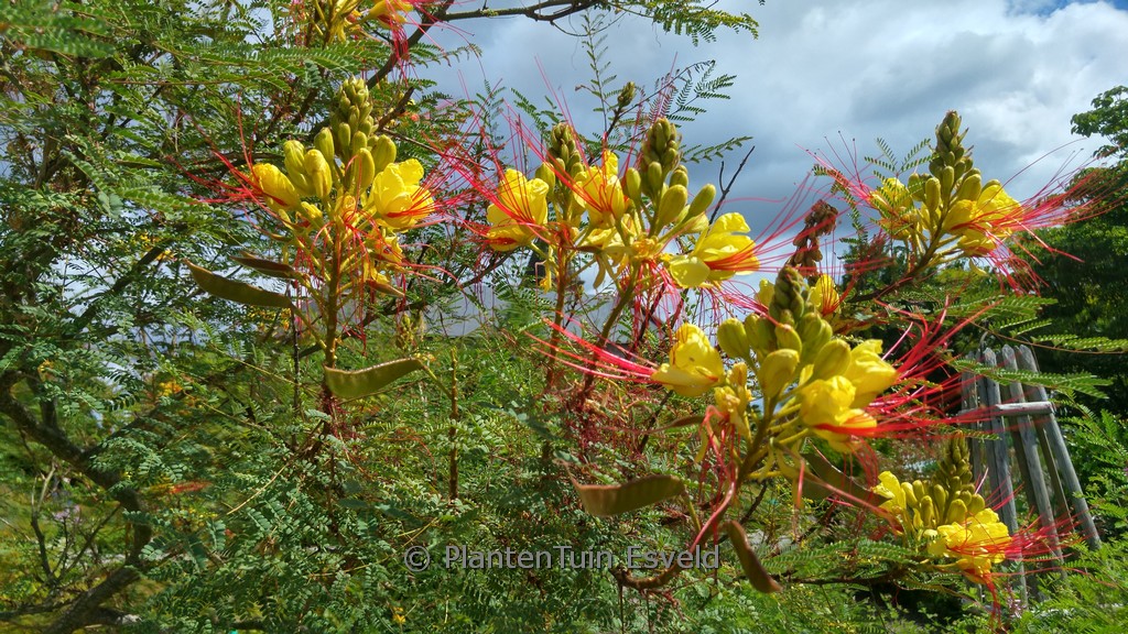 Caesalpinia gilliesii