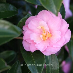 Camellia 'Ashton's Ballet'