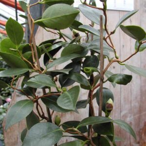 Camellia japonica 'Unryu tsubaki'