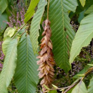 Carpinus fangiana