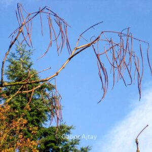 Catalpa bungei