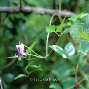 Clematis viorna
