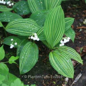 Convallaria majalis 'Albostriata'