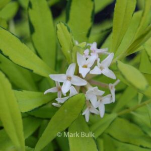 Daphne burkwoodii 'Golden Treasure'