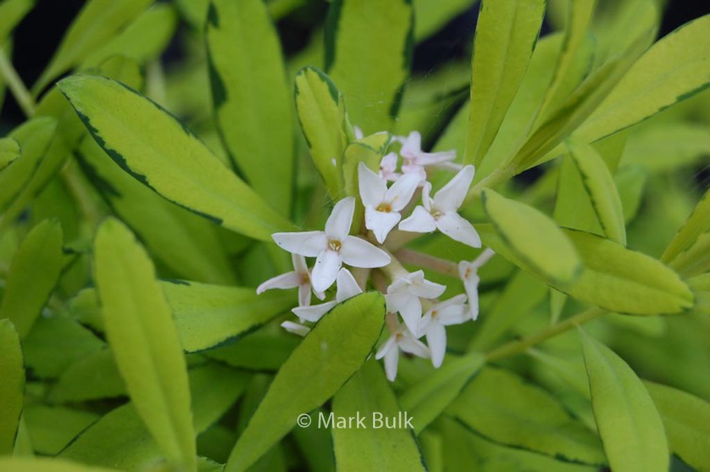 Daphne burkwoodii 'Golden Treasure'