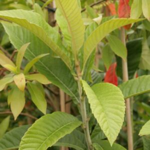 Eriobotrya japonica 'Rose-Anne'