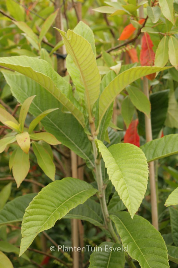Eriobotrya japonica 'Rose-Anne'