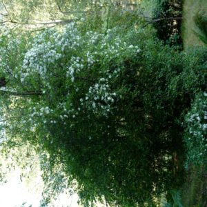 Eucryphia glutinosa