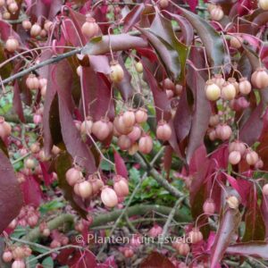 Euonymus grandiflorus