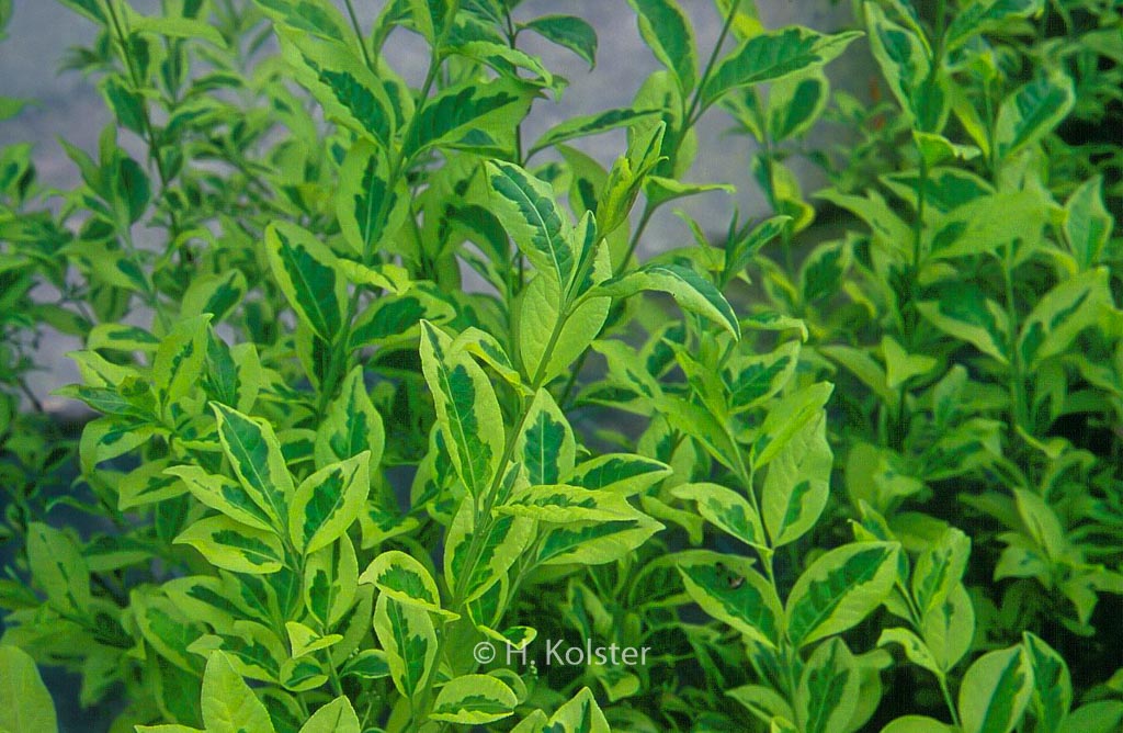 Euonymus hamiltonianus 'Rainbow'