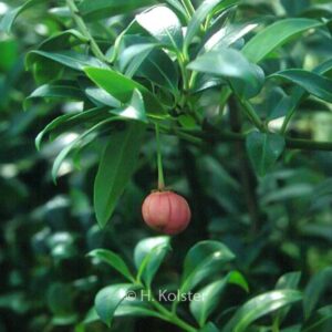Euonymus tingens