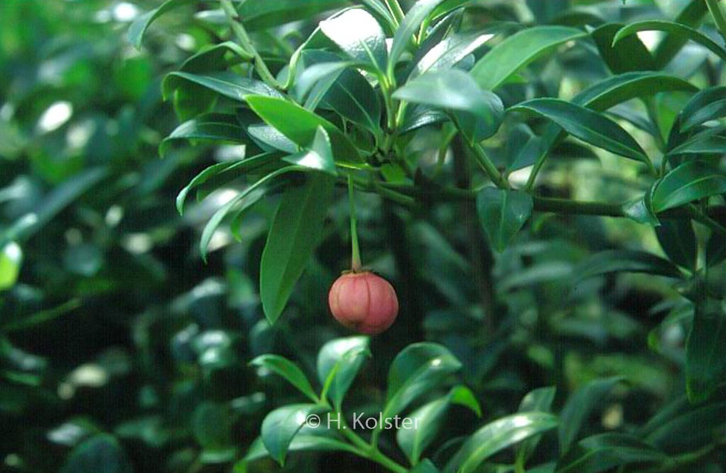 Euonymus tingens