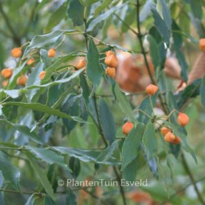 Euonymus wilsonii