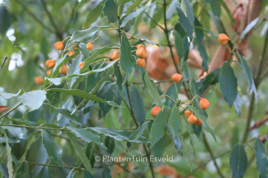 Euonymus wilsonii