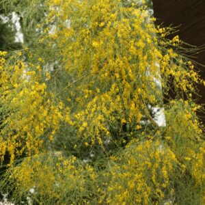 Genista aetnensis