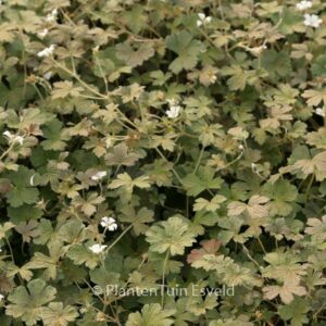Geranium 'Sanne'