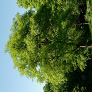 Gleditsia japonica
