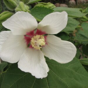 Hibiscus paramutabilis