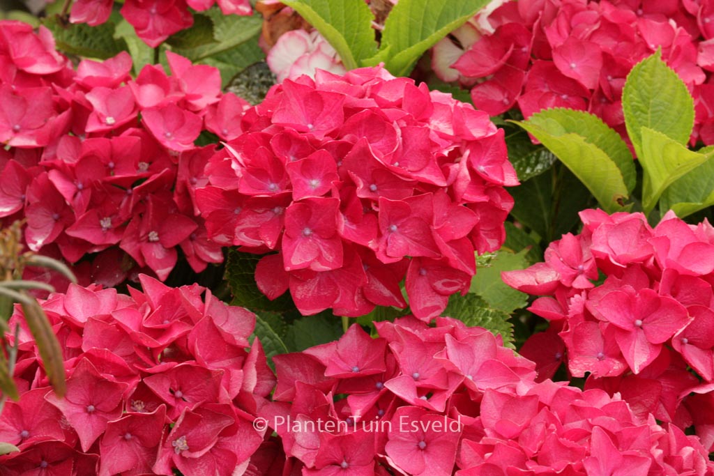 Hydrangea macrophylla 'Red Beauty'