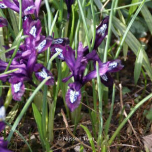 Iris reticulata 'Pauline'