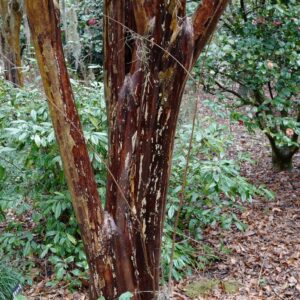 Lagerstroemia fauriei 'Fantasy'