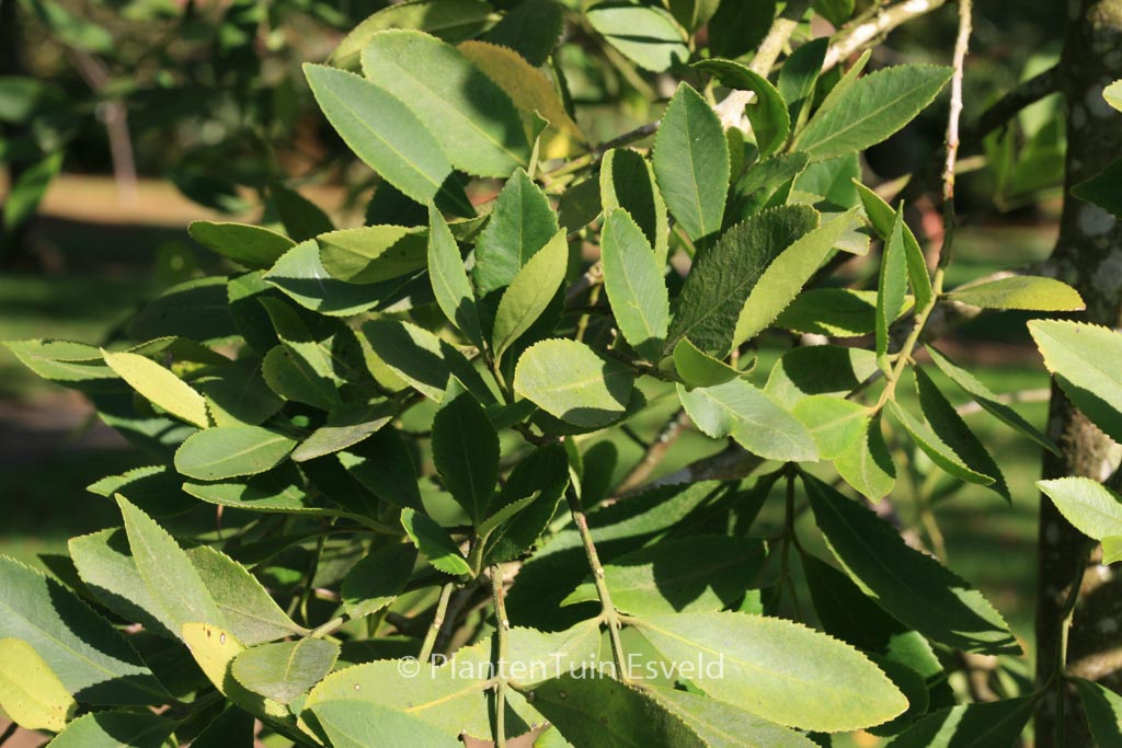 Laurelia sempervirens