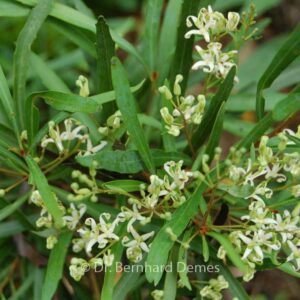 Lomatia myricoides