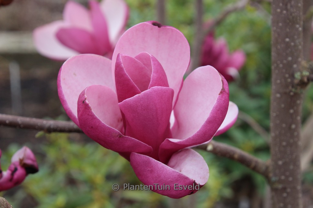 Magnolia 'Theodora'