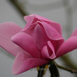 Magnolia dawsoniana