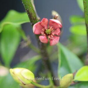 Magnolia figo