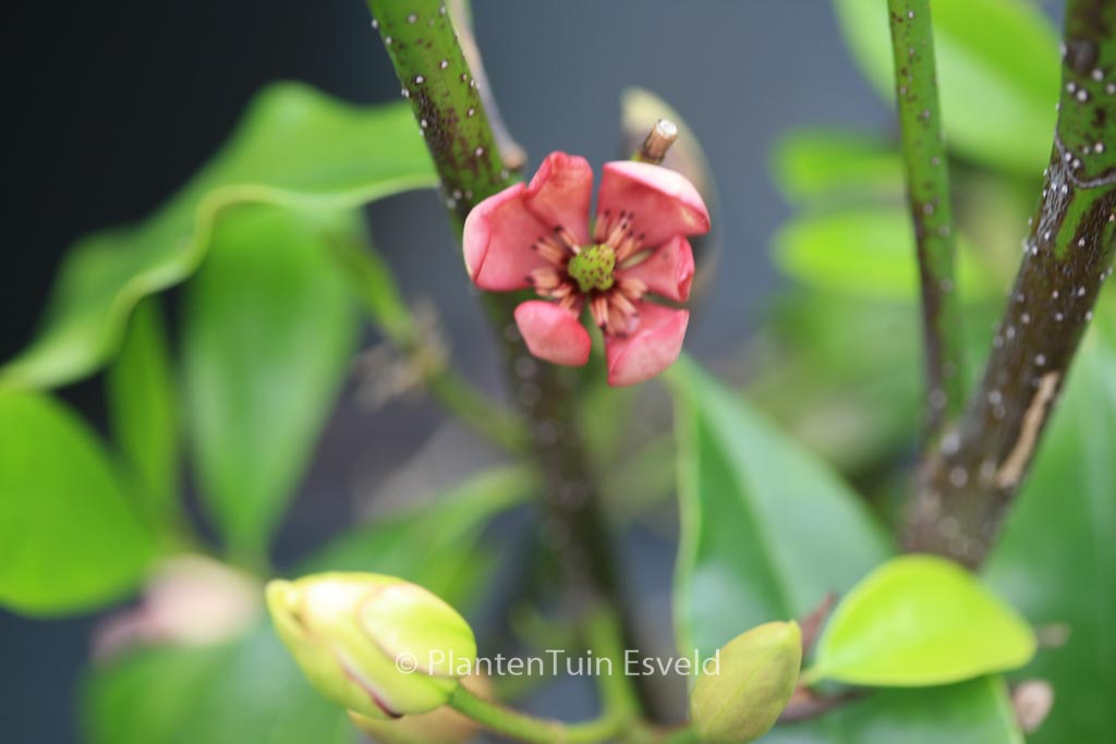 Magnolia figo