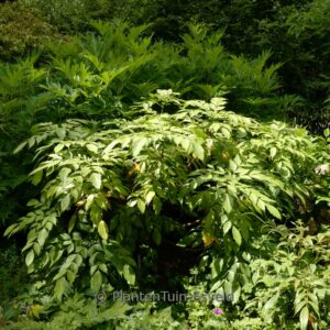 Mahonia savilliana
