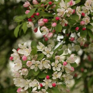 Malus toringo
