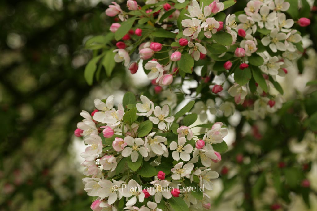 Malus toringo