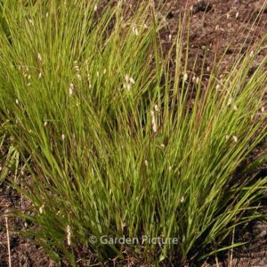 Melica nutans